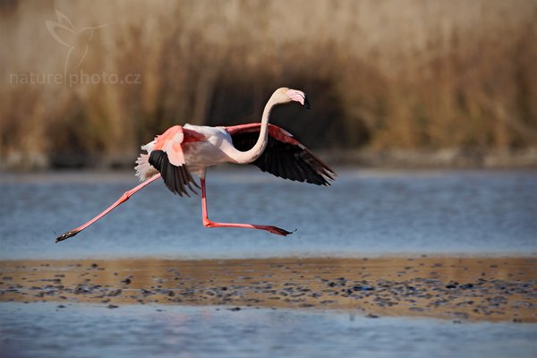 Plameňák růžový (Phoenicopterus ruber), Plameňák růžový (Phoenicopterus ruber), Greater Flamingo, Autor: Ondřej Prosický | NaturePhoto.cz, Model: Canon EOS 5D Mark II, Objektiv: Canon EF 500 mm f/4 L IS USM, Ohnisková vzdálenost (EQ35mm): 500 mm, stativ Gitzo, Clona: 7.1, Doba expozice: 1/640 s, ISO: 100, Kompenzace expozice: -2/3, Blesk: Ne, Vytvořeno: 31. března 2010 16:24:11, Réserve Nationale Camargue (Francie) 