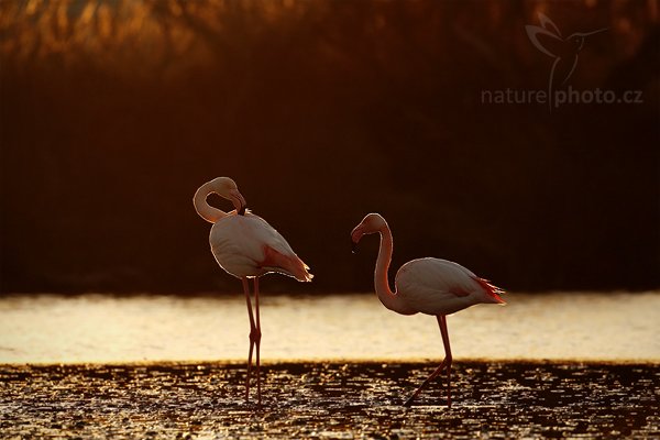 Plameňák růžový (Phoenicopterus ruber), Plameňák růžový (Phoenicopterus ruber), Greater Flamingo, Autor: Ondřej Prosický | NaturePhoto.cz, Model: Canon EOS 5D Mark II, Objektiv: Canon EF 500 mm f/4 L IS USM, Ohnisková vzdálenost (EQ35mm): 500 mm, stativ Gitzo, Clona: 7.1, Doba expozice: 1/800 s, ISO: 250, Kompenzace expozice: -1 1/3, Blesk: Ne, Vytvořeno: 31. března 2010 18:37:22, Réserve Nationale Camargue (Francie) 