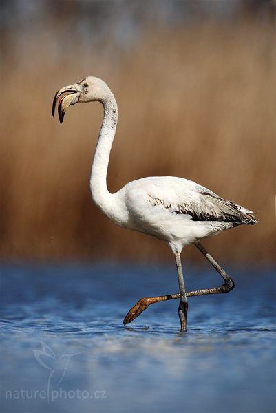 Plameňák růžový (Phoenicopterus ruber), Plameňák růžový (Phoenicopterus ruber), Greater Flamingo, Autor: Ondřej Prosický | NaturePhoto.cz, Model: Canon EOS 5D Mark II, Objektiv: Canon EF 500 mm f/4 L IS USM, Ohnisková vzdálenost (EQ35mm): 700 mm, stativ Gitzo, Clona: 7.1, Doba expozice: 1/1000 s, ISO: 100, Kompenzace expozice: -2/3, Blesk: Ne, Vytvořeno: 1. dubna 2010 15:39:45, Réserve Nationale Camargue (Francie) 