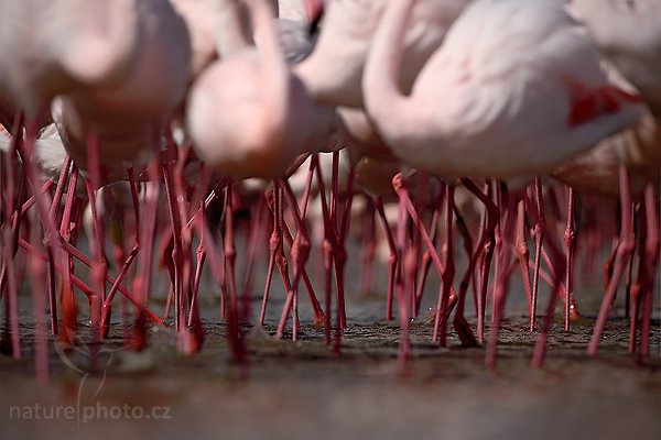 Plameňák růžový (Phoenicopterus ruber), Plameňák růžový (Phoenicopterus ruber), Greater Flamingo, Autor: Ondřej Prosický | NaturePhoto.cz, Model: Canon EOS 5D Mark II, Objektiv: Canon EF 500 mm f/4 L IS USM, Ohnisková vzdálenost (EQ35mm): 500 mm, stativ Gitzo, Clona: 6.3, Doba expozice: 1/1600 s, ISO: 200, Kompenzace expozice: -1, Blesk: Ano, Vytvořeno: 31. března 2010 14:11:52, Réserve Nationale Camargue (Francie)