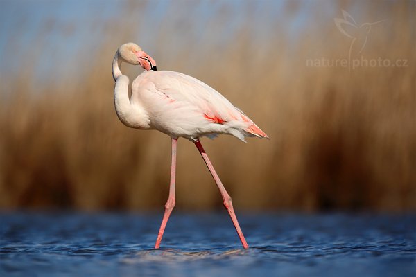 Plameňák růžový (Phoenicopterus ruber), Plameňák růžový (Phoenicopterus ruber), Greater Flamingo, Autor: Ondřej Prosický | NaturePhoto.cz, Model: Canon EOS 5D Mark II, Objektiv: Canon EF 500 mm f/4 L IS USM, Ohnisková vzdálenost (EQ35mm): 700 mm, stativ Gitzo, Clona: 7.1, Doba expozice: 1/1000 s, ISO: 100, Kompenzace expozice: -2/3, Blesk: Ne, Vytvořeno: 1. dubna 2010 15:56:49, Réserve Nationale Camargue (Francie) 