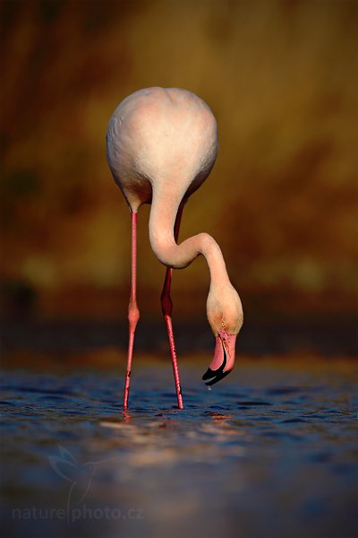 Plameňák růžový (Phoenicopterus ruber), Plameňák růžový (Phoenicopterus ruber), Greater Flamingo, Autor: Ondřej Prosický | NaturePhoto.cz, Model: Canon EOS 5D Mark II, Objektiv: Canon EF 500 mm f/4 L IS USM, Ohnisková vzdálenost (EQ35mm): 500 mm, stativ Gitzo, Clona: 7.1, Doba expozice: 1/1000 s, ISO: 100, Kompenzace expozice: -1, Blesk: Ne, Vytvořeno: 31. března 2010 16:49:04, Réserve Nationale Camargue (Francie) 