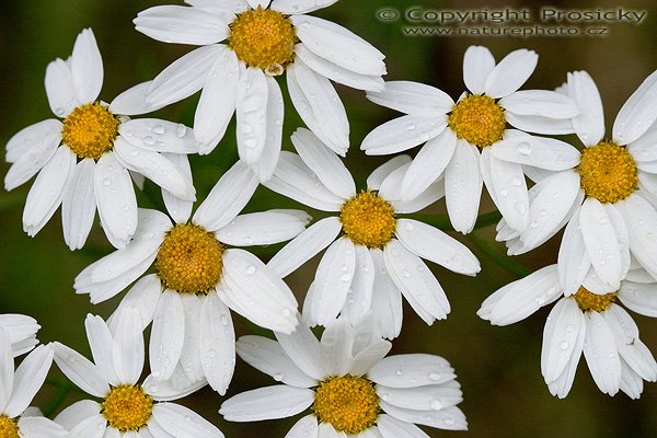 Kopretina chocholčnatá (Tanacetum Corimbosum), Autor: Ondřej Prosický, Model aparátu: Canon EOS 20D, Objektiv: Canon EF 100mm f/2.8 Macro USM, Ohnisková vzdálenost: 100.00 mm, fotografováno z ruky, Clona: 5.60, Doba expozice: 1/640 s, ISO: 400, Vyvážení expozice: 0.33, Blesk: Ne, Vytvořeno: 25. června 2005 16:24:34, nedaleko Loděnic (ČR)