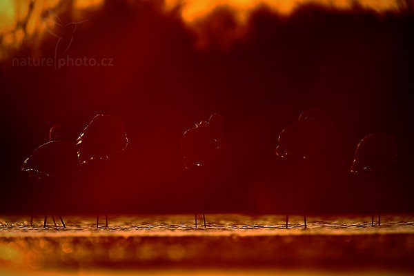 Plameňák růžový (Phoenicopterus ruber), Plameňák růžový (Phoenicopterus ruber), Greater Flamingo, Autor: Ondřej Prosický | NaturePhoto.cz, Model: Canon EOS 5D Mark II, Objektiv: Canon EF 500 mm f/4 L IS USM, Ohnisková vzdálenost (EQ35mm): 700 mm, stativ Gitzo, Clona: 6.3, Doba expozice: 1/640 s, ISO: 100, Kompenzace expozice: -1 1/3, Blesk: Ne, Vytvořeno: 1. dubna 2010 18:52:24, Réserve Nationale Camargue (Francie) 