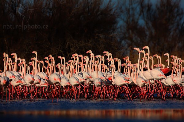 Plameňák růžový (Phoenicopterus ruber), Plameňák růžový (Phoenicopterus ruber), Greater Flamingo, Autor: Ondřej Prosický | NaturePhoto.cz, Model: Canon EOS 5D Mark II, Objektiv: Canon EF 500 mm f/4 L IS USM, Ohnisková vzdálenost (EQ35mm): 500 mm, stativ Gitzo, Clona: 8.0, Doba expozice: 1/1250 s, ISO: 200, Kompenzace expozice: -2/3, Blesk: Ne, Vytvořeno: 1. dubna 2010 16:58:50, Réserve Nationale Camargue (Francie) 