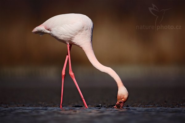 Plameňák růžový (Phoenicopterus ruber), Plameňák růžový (Phoenicopterus ruber), Greater Flamingo, Autor: Ondřej Prosický | NaturePhoto.cz, Model: Canon EOS 5D Mark II, Objektiv: Canon EF 500 mm f/4 L IS USM, Ohnisková vzdálenost (EQ35mm): 500 mm, stativ Gitzo, Clona: 4.5, Doba expozice: 1/1250 s, ISO: 100, Kompenzace expozice: -1, Blesk: Ne, Vytvořeno: 31. března 2010 14:41:28, Réserve Nationale Camargue (Francie) 