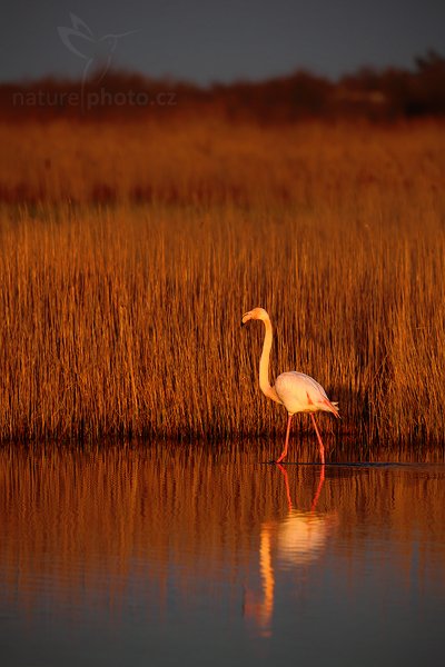 Plameňák růžový (Phoenicopterus ruber), Plameňák růžový (Phoenicopterus ruber), Greater Flamingo, Autor: Ondřej Prosický | NaturePhoto.cz, Model: Canon EOS 5D Mark II, Objektiv: Canon EF 500 mm f/4 L IS USM, Ohnisková vzdálenost (EQ35mm): 500 mm, stativ Gitzo, Clona: 6.3, Doba expozice: 1/320 s, ISO: 125, Kompenzace expozice: -1, Blesk: Ne, Vytvořeno: 2. dubna 2010 6:40:01, Réserve Nationale Camargue (Francie) 