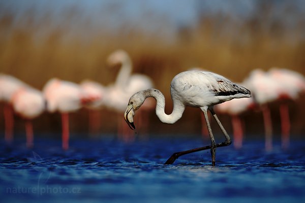 Plameňák růžový (Phoenicopterus ruber), Plameňák růžový (Phoenicopterus ruber), Greater Flamingo, Autor: Ondřej Prosický | NaturePhoto.cz, Model: Canon EOS 5D Mark II, Objektiv: Canon EF 500 mm f/4 L IS USM, Ohnisková vzdálenost (EQ35mm): 700 mm, stativ Gitzo, Clona: 7.1, Doba expozice: 1/1000 s, ISO: 100, Kompenzace expozice: -2/3, Blesk: Ne, Vytvořeno: 1. dubna 2010 15:39:02, Réserve Nationale Camargue (Francie)