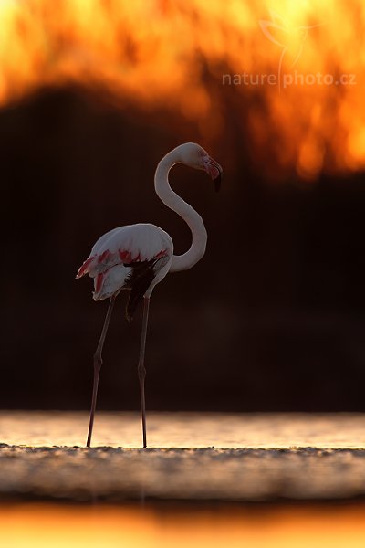 Plameňák růžový (Phoenicopterus ruber), Plameňák růžový (Phoenicopterus ruber), Greater Flamingo, Autor: Ondřej Prosický | NaturePhoto.cz, Model: Canon EOS 5D Mark II, Objektiv: Canon EF 500 mm f/4 L IS USM, Ohnisková vzdálenost (EQ35mm): 700 mm, stativ Gitzo, Clona: 6.3, Doba expozice: 1/200 s, ISO: 400, Kompenzace expozice: -1/3, Blesk: Ne, Vytvořeno: 1. dubna 2010 19:00:02, Réserve Nationale Camargue (Francie) 