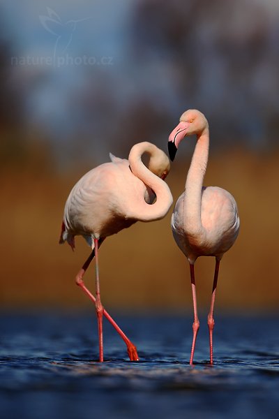 Plameňák růžový (Phoenicopterus ruber), Plameňák růžový (Phoenicopterus ruber), Greater Flamingo, Autor: Ondřej Prosický | NaturePhoto.cz, Model: Canon EOS 5D Mark II, Objektiv: Canon EF 500 mm f/4 L IS USM, Ohnisková vzdálenost (EQ35mm): 500 mm, stativ Gitzo, Clona: 5.0, Doba expozice: 1/2000 s, ISO: 100, Kompenzace expozice: -2/3, Blesk: Ne, Vytvořeno: 1. dubna 2010 15:47:12, Réserve Nationale Camargue (Francie) 