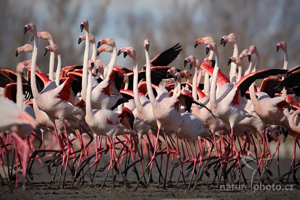 Plameňák růžový (Phoenicopterus ruber), Plameňák růžový (Phoenicopterus ruber), Greater Flamingo, Autor: Ondřej Prosický | NaturePhoto.cz, Model: Canon EOS 5D Mark II, Objektiv: Canon EF 500 mm f/4 L IS USM, Ohnisková vzdálenost (EQ35mm): 500 mm, stativ Gitzo, Clona: 7.1, Doba expozice: 1/800 s, ISO: 100, Kompenzace expozice: -2/3, Blesk: Ne, Vytvořeno: 31. března 2010 16:25:16, Réserve Nationale Camargue (Francie) 