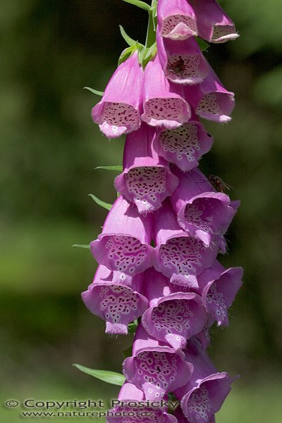 Náprstník červený (Digitalis purpurea), Autor: Ondřej Prosický, Model aparátu: Canon EOS 20D, Objektiv: Canon EF 100mm f/2.8 Macro USM, Ohnisková vzdálenost: 100.00 mm, fotografováno z ruky, Clona: 6.30, Doba expozice: 1/125 s, ISO: 100, Vyvážení expozice: -0.67, Blesk: Ne, Vytvořeno: 24. července 2005 12:48:55, Malé jeřábí jezero, Kušné hory (ČR)