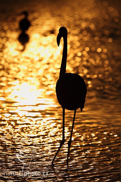 Plameňák růžový (Phoenicopterus ruber), Plameňák růžový (Phoenicopterus ruber), Greater Flamingo, Autor: Ondřej Prosický | NaturePhoto.cz, Model: Canon EOS 5D Mark II, Objektiv: Canon EF 500 mm f/4 L IS USM, Ohnisková vzdálenost (EQ35mm): 500 mm, stativ Gitzo, Clona: 7.1, Doba expozice: 1/8000 s, ISO: 250, Kompenzace expozice: -1, Blesk: Ne, Vytvořeno: 31. března 2010 18:40:57, Réserve Nationale Camargue (Francie) 