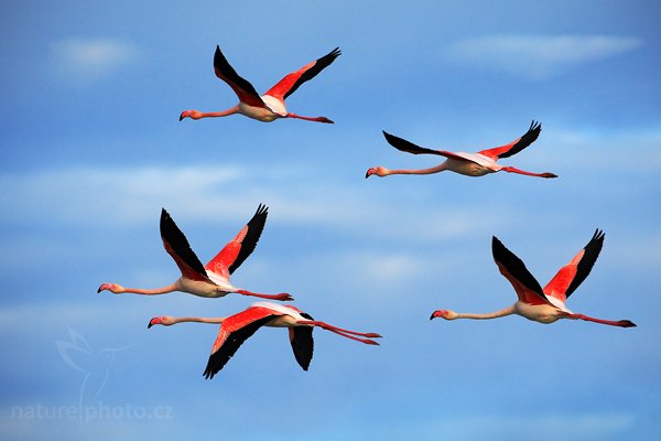 Plameňák růžový (Phoenicopterus ruber), Plameňák růžový (Phoenicopterus ruber), Greater Flamingo, Autor: Ondřej Prosický | NaturePhoto.cz, Model: Canon EOS-1D Mark III, Objektiv: Canon EF 500 mm f/4 L IS USM, Ohnisková vzdálenost (EQ35mm): 650 mm, stativ Gitzo, Clona: 6.3, Doba expozice: 1/2000 s, ISO: 500, Kompenzace expozice: +1/3, Blesk: Ne, Vytvořeno: 31. března 2010 8:30:48, Réserve Nationale Camargue (Francie)