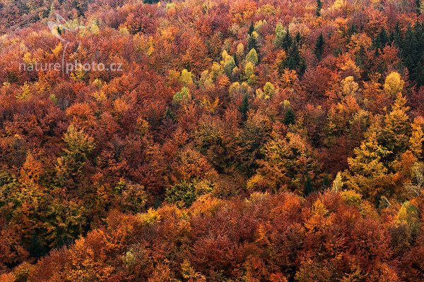 Pozdní podzim v listnatém lese, 09-2009-9662, Autor: Ondřej Prosický | NaturePhoto.cz, Model: Canon EOS 5D Mark II, Objektiv: Canon EF 17-40mm f/4 L USM, Ohnisková vzdálenost (EQ35mm): 85 mm, stativ Gitzo, Clona: 11, Doba expozice: 0.8 s, ISO: 100, Kompenzace expozice: -1/3, Blesk: Ne, Vytvořeno: 31. října 2009 8:41:04, NP České Švýcarsko (Česko)