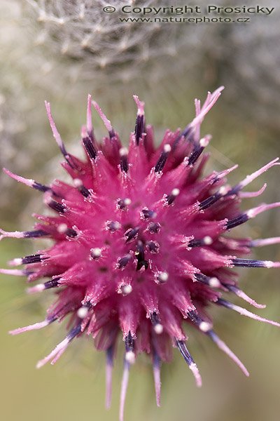 Lopuch plstnatý (Arctium tomentosum), Autor: Ondřej Prosický, Model aparátu: Canon EOS 20D, Objektiv: Canon EF 100mm f/2.8 Macro USM, Ohnisková vzdálenost: 100.00 mm, fotografováno z ruky, Clona: 2.80, Doba expozice: 1/250 s, ISO: 100, Vyvážení expozice: 0.33, Blesk: Ne, Vytvořeno: 16. července 2005 11:24:18