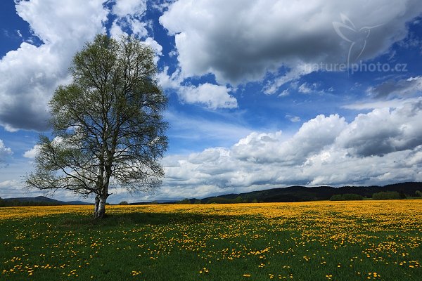 Letní obloha nad pampeliškovou loukou, 05-2009-5800, Autor: Ondřej Prosický | NaturePhoto.cz, Model: Canon EOS 5D Mark II, Objektiv: Canon EF 17-40mm f/4 L USM, Ohnisková vzdálenost (EQ35mm): 22 mm, stativ Gitzo, Clona: 16, Doba expozice: 1/40 s, ISO: 50, Kompenzace expozice: -2/3, Blesk: Ne, Vytvořeno: 10. května 2009 14:06:44, Zátoň, Šumava (Česko)