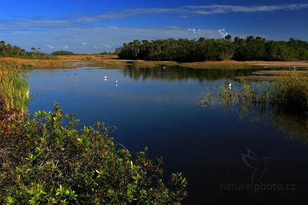 Mokřad v Národním parku Everglades, 01-2007-7865, Autor: Ondřej Prosický | NaturePhoto.cz, Model: Canon EOS 20D, Objektiv: Canon EF 17-40mm f/4 L USM, Ohnisková vzdálenost (EQ35mm): 46 mm, stativ Gitzo, Clona: 16, Doba expozice: 1/30 s, ISO: 200, Kompenzace expozice: 0, Blesk: Ne, Vytvořeno: 16. ledna 2007 8:35:49, Národní park Everglades, Florida (USA) 