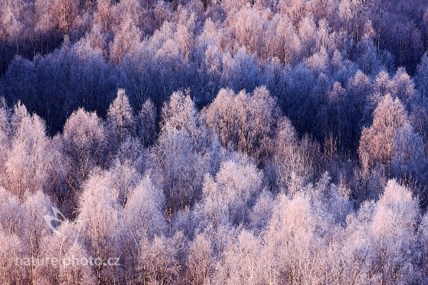 Námraza na břízách v Šumavském národním parku, 12-2009-1086, Autor: Ondřej Prosický | NaturePhoto.cz, Model: Canon EOS 5D Mark II, Objektiv: Canon EF 17-40mm f/4 L USM, Ohnisková vzdálenost (EQ35mm): 500 mm, stativ Gitzo, Clona: 10, Doba expozice: 1/13 s, ISO: 100, Kompenzace expozice: 0, Blesk: Ne, Vytvořeno: 29. prosince 2009 2:21:10, Zátoň, Šumava (Česko)