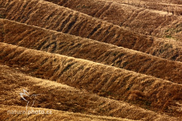 Vlnky ve sklizeném poli, 07-2009-7635, Autor: Ondřej Prosický | NaturePhoto.cz, Model: Canon EOS 5D Mark II, Objektiv: Canon EF 500mm f/4 L IS USM, Ohnisková vzdálenost (EQ35mm): 500 mm, stativ Gitzo, Clona: 18, Doba expozice: 1/80 s, ISO: 100, Kompenzace expozice: 0, Blesk: Ne, Vytvořeno: 3. července 2009 9:54:14, Toskánsko (Itálie) 