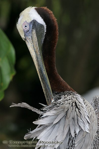 Pelikán hnědý (Pelecanus occidentalis), Autor: Ondřej Prosický, Model aparátu: Canon EOS 300D DIGITAL, Objektiv: Canon EF 400mm f/5.6 L USM, Ohnisková vzdálenost: 400.00 mm, monopod 681B + 234RC, Clona: 5.60, Doba expozice: 1/200 s, ISO: 200, Vyvážení expozice: 0.33, Blesk: Ano, Vytvořeno: 20. prosince 2004, NP Manuel Antonio (Kostarika)