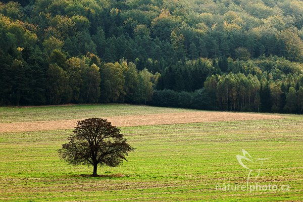 Osamělý kaštan v Českém Švýcarsku, 09-2009-9469, Autor: Ondřej Prosický | NaturePhoto.cz, Model: Canon EOS 5D Mark II, Objektiv: Canon EF 17-40mm f/4 L USM, Ohnisková vzdálenost (EQ35mm): 200 mm, stativ Gitzo, Clona: 11, Doba expozice: 1/8 s, ISO: 100, Kompenzace expozice: +1/3, Blesk: Ne, Vytvořeno: 4. října 2009 8:55:31, NP České Švýcarsko (Česko)