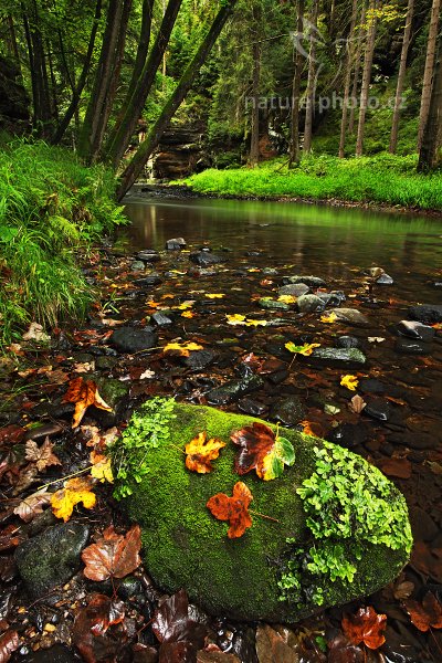 Klidné zákoutí říčky Kamenice, 08-2009-9726, Autor: Ondřej Prosický | NaturePhoto.cz, Model: Canon EOS 5D Mark II, Objektiv: Canon EF 17-40mm f/4 L USM, Ohnisková vzdálenost (EQ35mm): 21 mm, stativ Gitzo, Clona: 14, Doba expozice: 20.0 s, ISO: 50, Kompenzace expozice: -2/3, Blesk: Ne, Vytvořeno: 5. září 2009 13:49:56, České Švýcarsko (Česko)