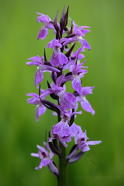 Prstnatec Traunsteinerův (Dactylorhiza traunsteineri), Prstnatec Traunsteinerův (Dactylorhiza traunsteineri) Narrow-Leaved Marsh-Orchid, Autor: Ondřej Prosický | NaturePhoto.cz, Model: Canon EOS 5D Mark II, Objektiv: Canon EF 100mm f/2.8 Macro USM, Ohnisková vzdálenost (EQ35mm): 100 mm, stativ Gitzo, Clona: 4.5, Doba expozice: 1/100 s, ISO: 1250, Kompenzace expozice: -1/3, Blesk: Ne, Vytvořeno: 3. července 2010 19:40:18, Prachaticko, Šumava (Česko)