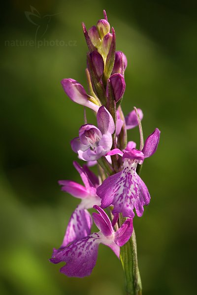 Vstavač řídkokvětý bahenní (Orchis palustris), Vstavač řídkokvětý bahenní (Orchis laxiflora ssp. palustris) Lax-flowered Orchid, Autor: Ondřej Prosický | NaturePhoto.cz, Model: Canon EOS 5D Mark II, Objektiv: Canon EF 100mm f/2.8 Macro USM, Ohnisková vzdálenost (EQ35mm): 100 mm, stativ Gitzo, Clona: 8.0, Doba expozice: 1/100 s, ISO: 400, Kompenzace expozice: -2/3, Blesk: Ano, Vytvořeno: 6. června 2010 18:31:22, Pardubicko (Česko)