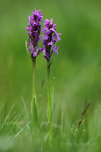 Prstnatec laponský (Dactylorhiza laponica), Prstnatec laponský (Dactylorhiza laponica) Lapland Marsh Orchid, Autor: Ondřej Prosický | NaturePhoto.cz, Model: Canon EOS 5D Mark II, Objektiv: Canon EF 100mm f/2.8 Macro USM, Ohnisková vzdálenost (EQ35mm): 500 mm, stativ Gitzo, Clona: 6.3, Doba expozice: 1/500 s, ISO: 1000, Kompenzace expozice: -1, Blesk: Ne, Vytvořeno: 29. května 2010 17:57:34, Bílé Karpaty (Česko)