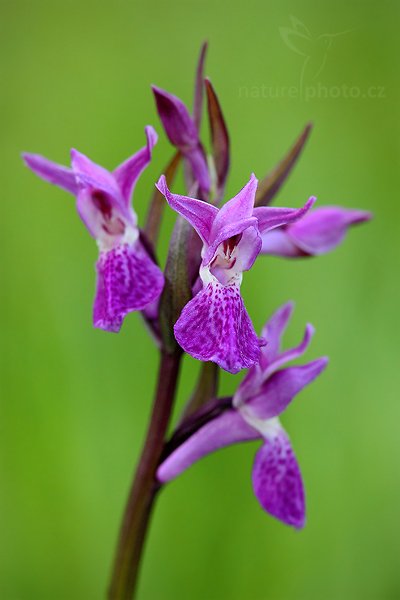 Prstnatec Traunsteinerův (Dactylorhiza traunsteineri), Prstnatec Traunsteinerův (Dactylorhiza traunsteineri) Narrow-Leaved Marsh-Orchid, Autor: Ondřej Prosický | NaturePhoto.cz, Model: Canon EOS 5D Mark II, Objektiv: Canon EF 100mm f/2.8 Macro USM, Ohnisková vzdálenost (EQ35mm): 100 mm, stativ Gitzo, Clona: 7.1, Doba expozice: 1/30 s, ISO: 1250, Kompenzace expozice: -1/3, Blesk: Ne, Vytvořeno: 3. července 2010 19:38:42, Prachaticko, Šumava (Česko)