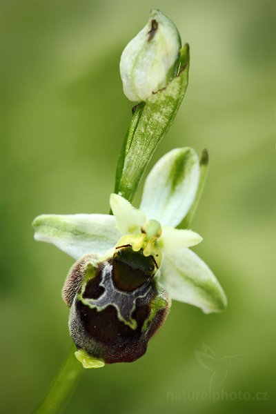 Tořič čmelákovitý Holubyův (Ophrys holoserica holubyana), Tořič čmelákovitý Holubyův (Ophrys holoserica holubyana) Late Spider Orchid, Autor: Ondřej Prosický | NaturePhoto.cz, Model: Canon EOS 5D Mark II, Objektiv: Canon EF 100mm f/2.8 Macro USM, Ohnisková vzdálenost (EQ35mm): 100 mm, stativ Gitzo, Clona: 6.3, Doba expozice: 1/250 s, ISO: 400, Kompenzace expozice: -1 1/3, Blesk: Ne, Vytvořeno: 29. května 2010 16:05:40, Bílé Karpaty (Česko)