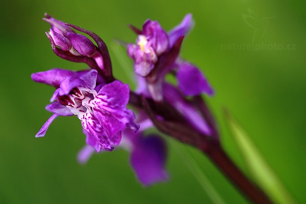 Prstnatec laponský (Dactylorhiza laponica), Prstnatec laponský (Dactylorhiza laponica) Lapland Marsh Orchid  Autor: Ondřej Prosický | NaturePhoto.cz, Model: Canon EOS 5D Mark II, Objektiv: Canon EF 100mm f/2.8 Macro USM, Ohnisková vzdálenost (EQ35mm): 100 mm, stativ Gitzo, Clona: 3.5, Doba expozice: 1/100 s, ISO: 500, Kompenzace expozice: -1, Blesk: Ne, Vytvořeno: 29. května 2010 17:20:45, Bílé Karpaty (Česko)