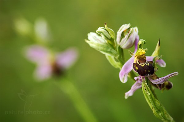 Tořič včelonosný (Ophrys apifera), Tořič včelonosný (Ophrys apifera) Bee Orchid, Autor: Ondřej Prosický | NaturePhoto.cz, Model: Canon EOS 5D Mark II, Objektiv: Canon EF 100mm f/2.8 Macro USM, Ohnisková vzdálenost (EQ35mm): 100 mm, stativ Gitzo, Clona: 9.0, Doba expozice: 1/25 s, ISO: 400, Kompenzace expozice: -1/3, Blesk: Ano, Vytvořeno: 26. června 2010 6:36:44, Bílé Karpaty (Česko)