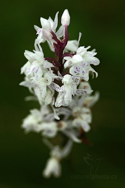 Prstnatec Fuchsův Soóův (Dactylorhiza fuchsii soóana) , Prstnatec Fuchsův Soóův (Dactylorhiza fuchsii ssp. soóana) Common Spotted-orchid, Autor: Ondřej Prosický | NaturePhoto.cz, Model: Canon EOS 5D Mark II, Objektiv: Canon EF 100mm f/2.8 Macro USM, Ohnisková vzdálenost (EQ35mm): 100 mm, stativ Gitzo, Clona: 5.6, Doba expozice: 1/125 s, ISO: 500, Kompenzace expozice: 0, Blesk: Ne, Vytvořeno: 26. června 2010 9:45:56, Vsetínsko (Česko)