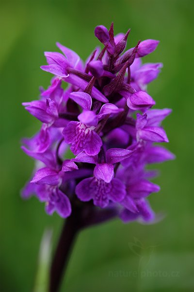 Prstnatec karpatský (Dactylorhiza carpatica), Prstnatec karpatský (Dactylorhiza carpatica) Carpathian Orchid, Autor: Ondřej Prosický | NaturePhoto.cz, Model: Canon EOS 5D Mark II, Objektiv: Canon EF 100mm f/2.8 Macro USM, Ohnisková vzdálenost (EQ35mm): 100 mm, stativ Gitzo, Clona: 4.0, Doba expozice: 1/100 s, ISO: 1000, Kompenzace expozice: -1, Blesk: Ne, Vytvořeno: 29. května 2010 17:33:23, Bílé Karpaty (Česko)