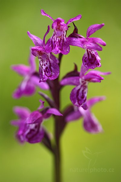 Prstnatec májový rašelinný (Dactylorhiza majalis turfosa), Prstnatec májový rašelinný (Dactylorhiza majalis ssp. turfosa) Broad-leaved Marsh Orchid, Autor: Ondřej Prosický | NaturePhoto.cz, Model: Canon EOS 5D Mark II, Objektiv: Canon EF 100mm f/2.8 Macro USM, Ohnisková vzdálenost (EQ35mm): 100 mm, stativ Gitzo, Clona: 4.5, Doba expozice: 1/125 s, ISO: 400, Kompenzace expozice: -1, Blesk: Ne, Vytvořeno: 5. července 2010 11:53:02, Horská Kvilda, Šumava (Česko)