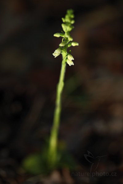 Smrkovník plazivý (Goodyera repens), Smrkovník plazivý (Goodyera repens) Creeping Lady&#039;s-Tresses, Autor: Ondřej Prosický | NaturePhoto.cz, Model: Canon EOS 5D Mark II, Objektiv: Canon EF 100mm f/2.8 Macro USM, Ohnisková vzdálenost (EQ35mm): 100 mm, stativ Gitzo, Clona: 3.2, Doba expozice: 1/160 s, ISO: 640, Kompenzace expozice: -1 1/3, Blesk: Ano, Vytvořeno: 11. července 2010 18:23:05, Slaný (Česko)