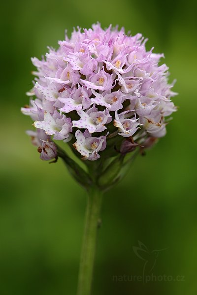 Hlavinka horská (Traunsteinera globosa), Hlavinka horská (Traunsteinera globosa) Globe Orchid, Autor: Ondřej Prosický | NaturePhoto.cz, Model: Canon EOS 5D Mark II, Objektiv: Canon EF 100mm f/2.8 Macro USM, Ohnisková vzdálenost (EQ35mm): 100 mm, stativ Gitzo, Clona: 8.0, Doba expozice: 1/125 s, ISO: 800, Kompenzace expozice: -1/3, Blesk: Ano, Vytvořeno: 13. června 2010 10:50:56, Suchov, Bílé Karpaty (Česko)