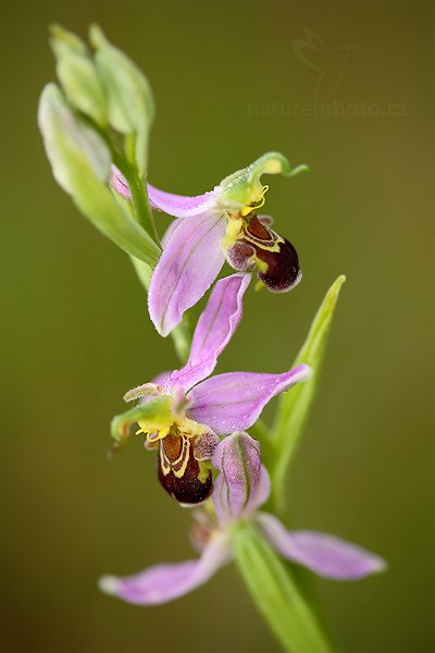 Tořič včelonosný (Ophrys apifera), Tořič včelonosný (Ophrys apifera) Bee Orchid, Autor: Ondřej Prosický | NaturePhoto.cz, Model: Canon EOS 5D Mark II, Objektiv: Canon EF 100mm f/2.8 Macro USM, Ohnisková vzdálenost (EQ35mm): 100 mm, stativ Gitzo, Clona: 5.0, Doba expozice: 1/25 s, ISO: 400, Kompenzace expozice: -1/3, Blesk: Ano, Vytvořeno: 26. června 2010 6:26:44, Bílé Karpaty (Česko)