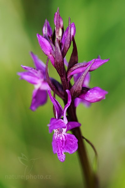 Prstnatec laponský (Dactylorhiza laponica), Prstnatec laponský (Dactylorhiza laponica) Lapland Marsh Orchid, Autor: Ondřej Prosický | NaturePhoto.cz, Model: Canon EOS 5D Mark II, Objektiv: Canon EF 100mm f/2.8 Macro USM, Ohnisková vzdálenost (EQ35mm): 100 mm, stativ Gitzo, Clona: 3.5, Doba expozice: 1/320 s, ISO: 1000, Kompenzace expozice: -1, Blesk: Ne, Vytvořeno: 29. května 2010 17:20:03 , Bílé Karpaty (Česko)