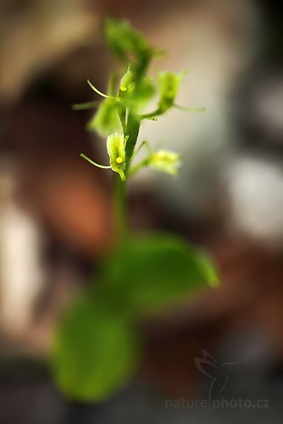 Hlízovec Loeselův (Liparis loeselii), Hlízovec Loeselův (Liparis loeselii) Yellow Widelip Orchid, Autor: Ondřej Prosický | NaturePhoto.cz, Model: Canon EOS 5D Mark II, Objektiv: Canon EF 100mm f/2.8 Macro USM, Ohnisková vzdálenost (EQ35mm): 100 mm, stativ Gitzo, Clona: 4.5, Doba expozice: 1/60 s, ISO: 500, Kompenzace expozice: -1, Blesk: Ne, Vytvořeno: 12. června 2010 19:18:33, Bílé Karpaty (Česko)