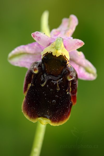 Tořič čmelákovitý Holubyův (Ophrys holoserica holubyana), Tořič čmelákovitý Holubyův (Ophrys holoserica holubyana) Late Spider Orchid, Autor: Ondřej Prosický | NaturePhoto.cz, Model: Canon EOS 5D Mark II, Objektiv: Canon EF 100mm f/2.8 Macro USM, Ohnisková vzdálenost (EQ35mm): 100 mm, stativ Gitzo, Clona: 13, Doba expozice: 1/8 s, ISO: 800, Kompenzace expozice: -2/3, Blesk: Ne, Vytvořeno: 29. května 2010 6:13:54, Bílé Karpaty (Česko)