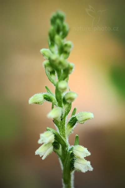 Smrkovník plazivý (Goodyera repens), Smrkovník plazivý (Goodyera repens) Creeping Lady&#039;s-Tresses, Autor: Ondřej Prosický | NaturePhoto.cz, Model: Canon EOS 5D Mark II, Objektiv: Canon EF 100mm f/2.8 Macro USM, Ohnisková vzdálenost (EQ35mm): 100 mm, stativ Gitzo, Clona: 5.0, Doba expozice: 1/15 s, ISO: 800, Kompenzace expozice: 0, Blesk: Ne, Vytvořeno: 11. července 2010 18:27:26, Slaný (Česko)