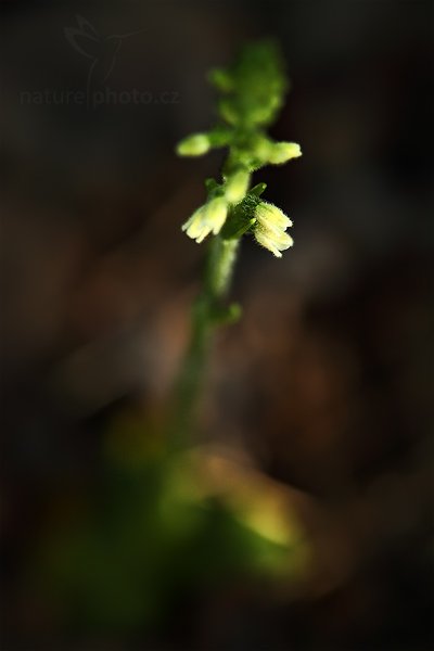 Smrkovník plazivý (Goodyera repens), Smrkovník plazivý (Goodyera repens) Creeping Lady&#039;s-Tresses, Autor: Ondřej Prosický | NaturePhoto.cz, Model: Canon EOS 5D Mark II, Objektiv: Canon EF 100mm f/2.8 Macro USM, Ohnisková vzdálenost (EQ35mm): 100 mm, stativ Gitzo, Clona: 3.5, Doba expozice: 1/80 s, ISO: 800, Kompenzace expozice: -1 1/3, Blesk: Ne, Vytvořeno: 11. července 2010 18:31:40, Slaný (Česko)