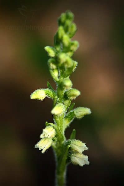 Smrkovník plazivý (Goodyera repens), Smrkovník plazivý (Goodyera repens) Creeping Lady&#039;s-Tresses, Autor: Ondřej Prosický | NaturePhoto.cz, Model: Canon EOS 5D Mark II, Objektiv: Canon EF 100mm f/2.8 Macro USM, Ohnisková vzdálenost (EQ35mm): 100 mm, stativ Gitzo, Clona: 5.6, Doba expozice: 1/60 s, ISO: 1250, Kompenzace expozice: -2/3, Blesk: Ne, Vytvořeno: 11. července 2010 18:28:12, Slaný (Česko)