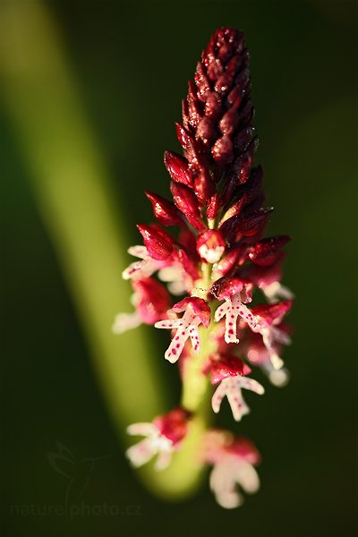 Vstavač osmahlý letní (Orchis ustulata aestivalis), Vstavač osmahlý letní (Orchis ustulata ssp. aestivalis) Late Burnt Orchid, Autor: Ondřej Prosický | NaturePhoto.cz, Model: Canon EOS 5D Mark II, Objektiv: Canon EF 100mm f/2.8 Macro USM, Ohnisková vzdálenost (EQ35mm): 100 mm, stativ Gitzo, Clona: 3.5, Doba expozice: 1/160 s, ISO: 400, Kompenzace expozice: -1 1/3, Blesk: Ne, Vytvořeno: 27. června 2010 6:16:59, Bílé Karpaty (Česko)