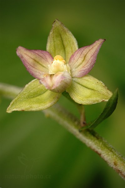 Kruštík širolistý (Epipactis helleborine), Kruštík širolistý (Epipactis helleborine) Broad-leaved Helleborine, Autor: Ondřej Prosický | NaturePhoto.cz, Model: Canon EOS 5D Mark II, Objektiv: Canon EF 100mm f/2.8 Macro USM, Ohnisková vzdálenost (EQ35mm): 100 mm, stativ Gitzo, Clona: 10, Doba expozice: 1/25 s, ISO: 1000, Kompenzace expozice: -1/3, Blesk: Ne, Vytvořeno: 25. července 2010 14:53:01, Rabí (Česko)