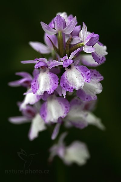 Prstnatec Fuchsův pravý (Dactylorhiza fuchsii fuchsii), Prstnatec Fuchsův pravý (Dactylorhiza fuchsii ssp. fuchsii) Common Spotted-orchid, Autor: Ondřej Prosický | NaturePhoto.cz, Model: Canon EOS 5D Mark II, Objektiv: Canon EF 100mm f/2.8 Macro USM, Ohnisková vzdálenost (EQ35mm): 100 mm, stativ Gitzo, Clona: 6.3, Doba expozice: 1/200 s, ISO: 800, Kompenzace expozice: -1, Blesk: Ne, Vytvořeno: 26. června 2010 17:25:17, Vsetínsko (Česko)