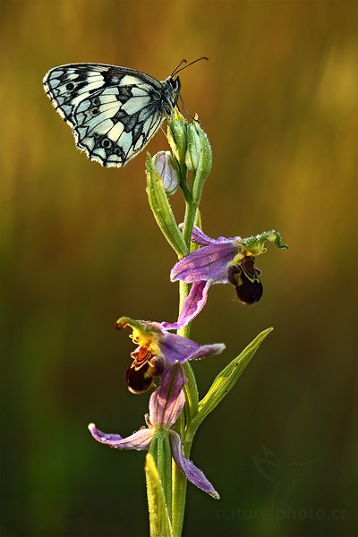 Tořič včelonosný (Ophrys apifera), Tořič včelonosný (Ophrys apifera) Bee Orchid, Autor: Ondřej Prosický | NaturePhoto.cz, Model: Canon EOS 5D Mark II, Objektiv: Canon EF 100mm f/2.8 Macro USM, Ohnisková vzdálenost (EQ35mm): 100 mm, stativ Gitzo, Clona: 5.6, Doba expozice: 1/30 s, ISO: 200, Kompenzace expozice: -1/3, Blesk: Ano, Vytvořeno: 27. června 2010 5:59:41, Bílé Karpaty (Česko)